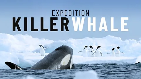 Expedition Killer Whale