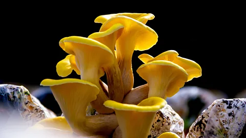 The fruits of a cultivated golden oyster mushroom (Credit: Getty Images)