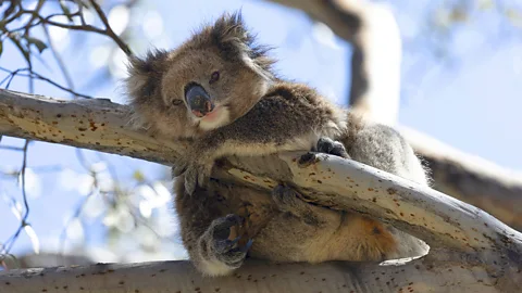 A koala on Kangaroo Island hugs a tree branch and looks at the camera (Credit: Ana Norman Bermudez)