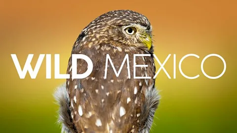 Wild Mexico