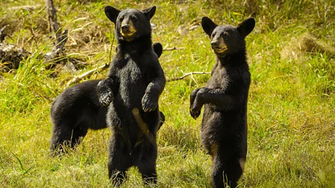 Wild Mexico Season 1 Episode 1