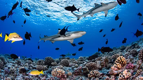 Sharks swim above a coral reef in the clear blue waters of French Polynesia, surrounded by tropical fish (Credit: Grégory Lecoeur)