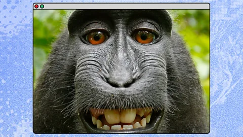 Photograph of a black macaques taking a selfie (Credit: David Slater/ Caters New/ BBC)