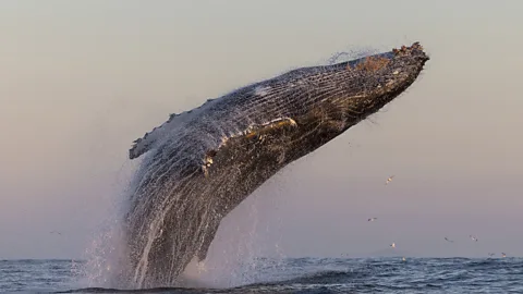 A super-group of humpback whales at the surface (Credit: ChrisFallows.com)