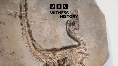 Witness History, Witness History, The fossil that revealed the first dinosaur feathers