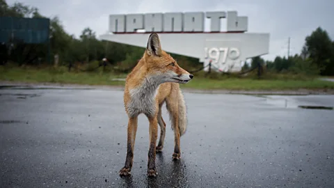 A fox looking to its right while standing in front of a Soviet era sign reading Pripyat 1970 (Credit: Getty Images)