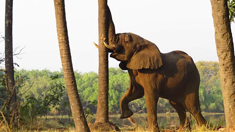An elephant raises its trunk against a tree in the mopane wilderness (Credit: Barbara Noe Kennedy)