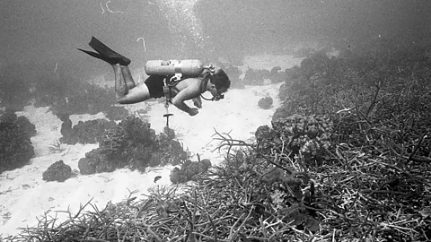 Black-and-white image of a diver inspecting corals in a bay in Jamaica (Credit: Kenneth Johnson/ Natural History Museum)
