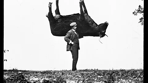A black and white photograph of a man holding an upside down ox over his shoulder (Credit: Cherry Kearton)