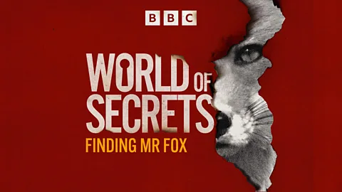 World of Secrets, Finding Mr Fox