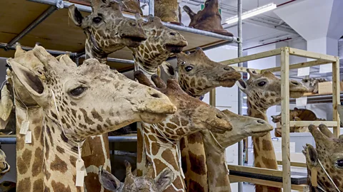 The Documentary Podcast, An animal exodus