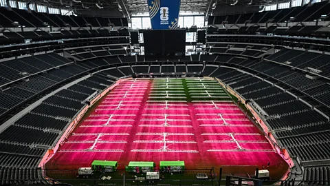 A researcher at the indoor research facility at the University of Tennessee inspects grass under a row of LED lights elevated just a few inches off the ground (Credit: Steven Bridges/University of Tennessee)