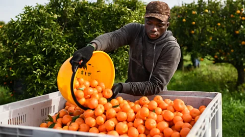 The Documentary Podcast, Italy’s migrant fruit pickers