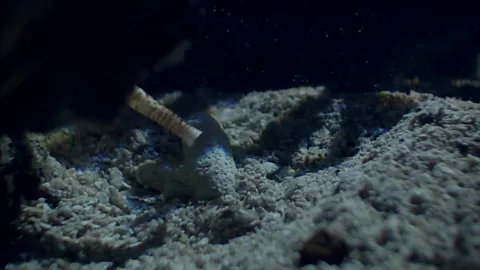 The fish-killing snail’s deadly game
