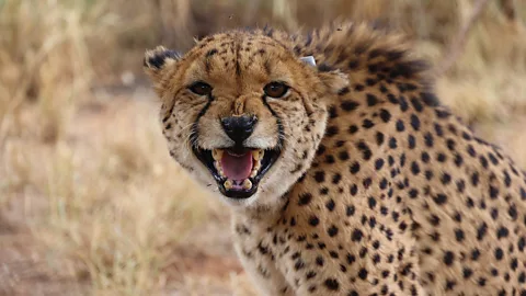 A cheetah with a tag attached to its right ear bares its teeth (Credit: Sergio Izquierdo)