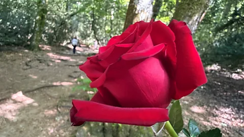 The Documentary Podcast, Following the path of the rose