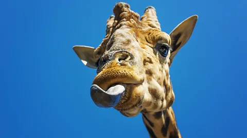 CrowdScience, CrowdScience, What's the deal with tongues?