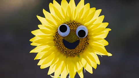 CrowdScience, CrowdScience, Do plants have personalities?
