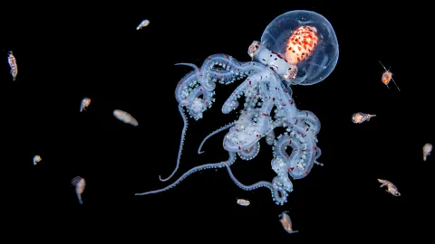 A juvenile wunderpus octopus is surrounded by plankton on a black background (Credit: Jialing Cai/ Ocean Photographer of the Year)