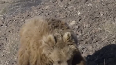 Gobi Bear
