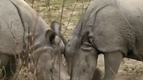 Rhinos