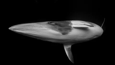 A black-and-white photo of a dwarf minke whale, pictured against a black ocean. The whale is slightly tilted, showing its belly and one eye which looks directly to the camera (Credit: Marcia Riederer/ Ocean Photographer of the Year)