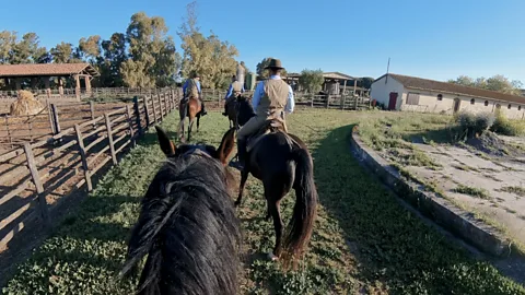 Tuscan cowboys at work