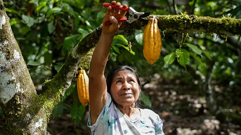 A family including several children and adults are grouped together in a clearing in the rainforest. They appear to be harvesting something (Credit: J G Soler/ Fundación Gaia Amazonas)