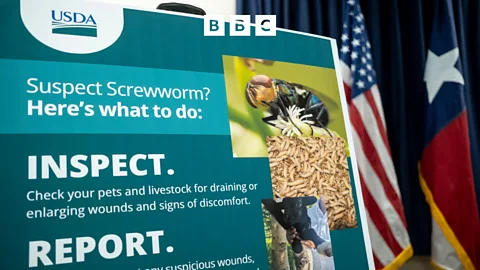 The Inquiry, The Inquiry, Can the New World Screwworm be stopped?
