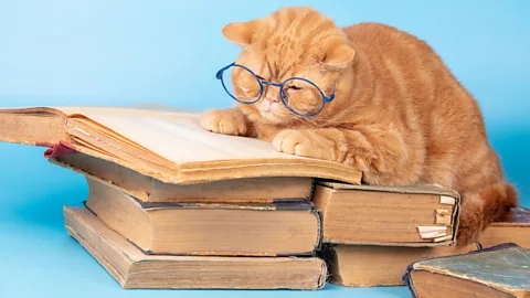 CrowdScience, CrowdScience, Do animals care about the past?
