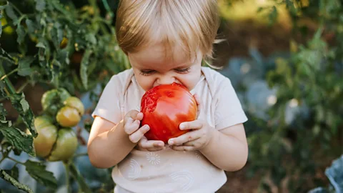 A young boy holding a large tomato to their mouth while trying to take a bite (Credit: Getty Images)