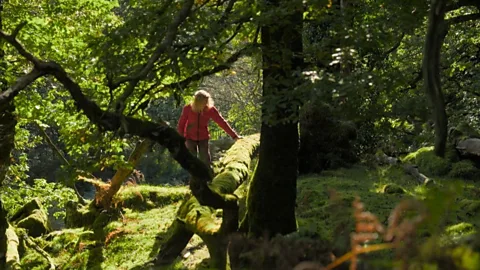 The ancient rainforest located in the UK