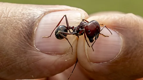 The Documentary Podcast, Secrets of the ant trade