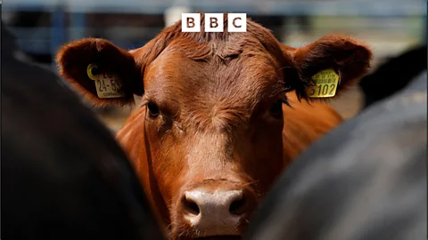 Business Daily, Business Daily, Follow the Money: The beef with US beef