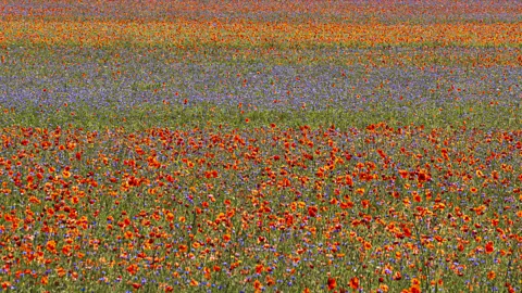 A field covered in of red, blue and lilac lentil bloom beneath hills (Credit: Elisabetta Abrami)