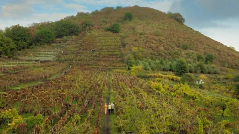 Vineyard thriving beside active volcano