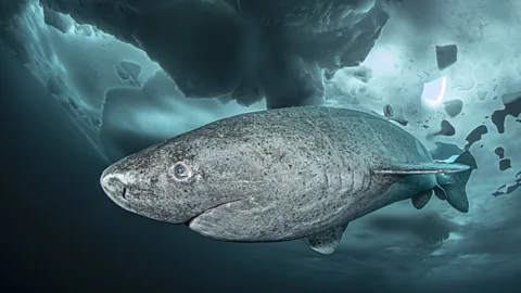 A mottled grey Greenland shark swims beneath bright blue ice (Credit: Lars von Ritter Zahony/Ocean Image Bank)