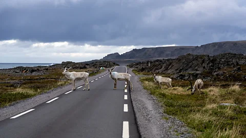 A group of reindeer crossing the National Scenic route road between Hamningberg and Vardø in Varanger (Credit: Fredrik Ahlsen/ Visit Norway)