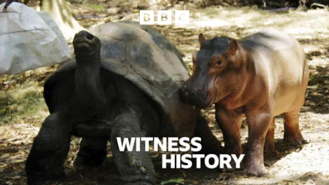 Witness History, The tortoise and the hippo