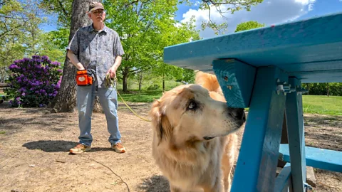 Fozzie, a Labrador-Golden Retriever mix, sniffs a blue park bench, his owner in the background (Credit: Clark DeHart for Virginia Tech)