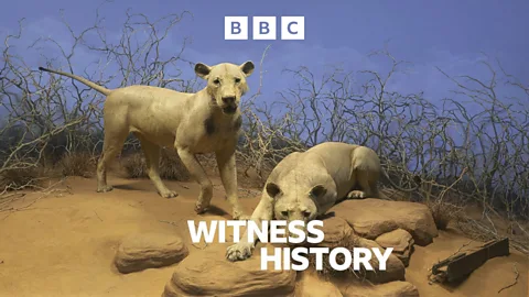 Witness History, Finding the den of the Tsavo man-eaters