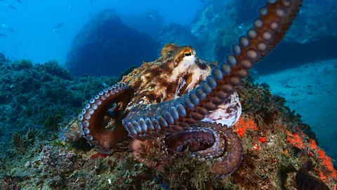 An octopus whirls its limbs on a rocky outcrop in the ocean (Credit: Getty Images)