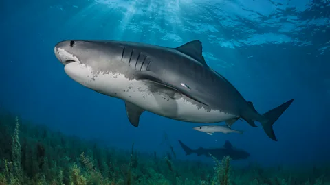 A huge tiger shark swims over seagrass in shallow water (Credit: Hannes Klostermann/ Ocean Image Bank)