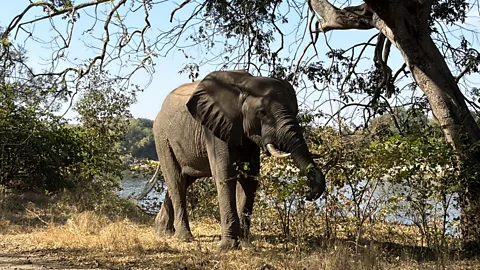 The Documentary Podcast, Victoria Falls: An environment on the edge