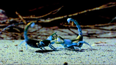 The captivating mating ritual of desert Scorpions at night