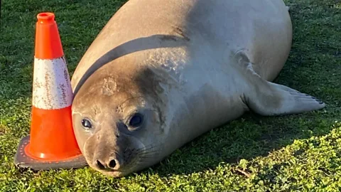 Global News Podcast, The Happy Pod: How Neil the Seal won hearts across the world