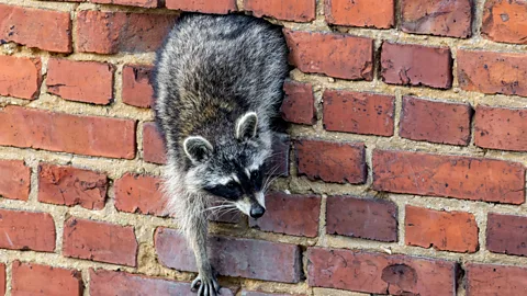 A raccoon climbs out of a hole in a brick wall (Credit: Alamy)
