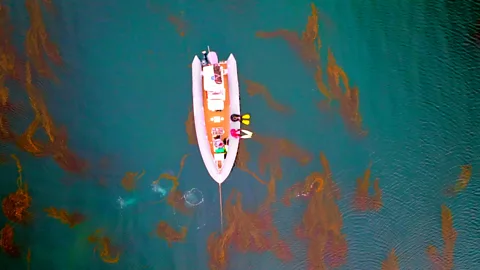 The hidden forest stretching 200 miles beneath the ocean