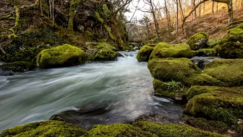 The ancient rainforest located in the UK