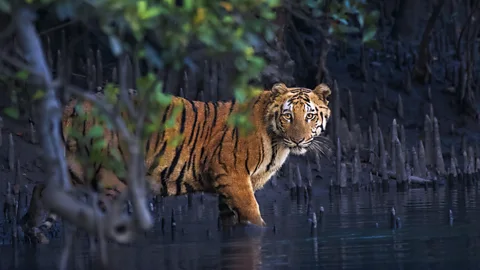 A tiger wades in the water around a mangrove forest (Credit: Avijit Ghorai/ Mangrove Photography Awards)